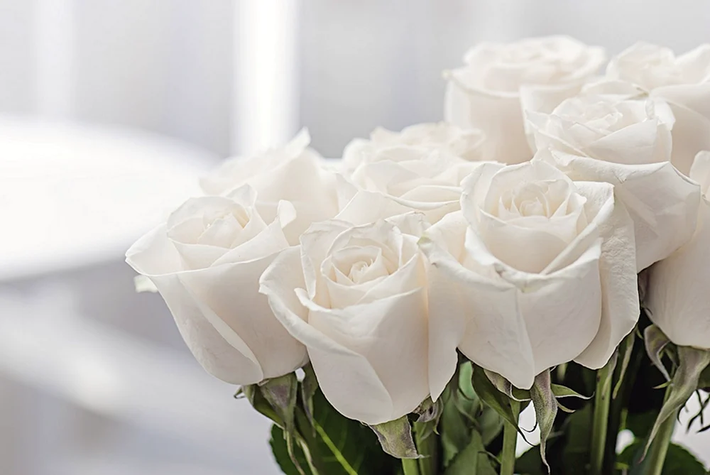 Weiße Rose Rose
