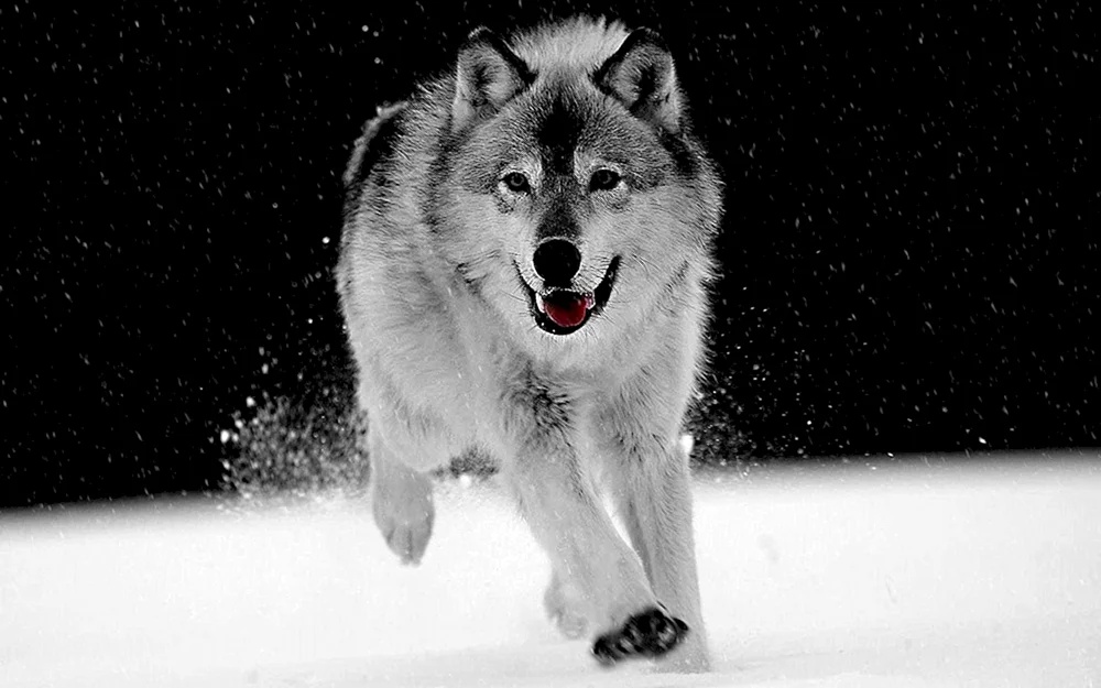 Weißer Wolf