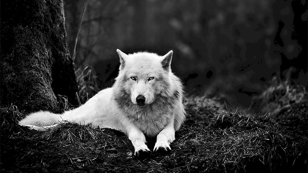 Wolf gegen den Mond