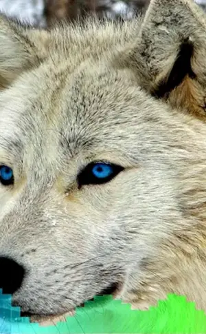 Weißer Wolf