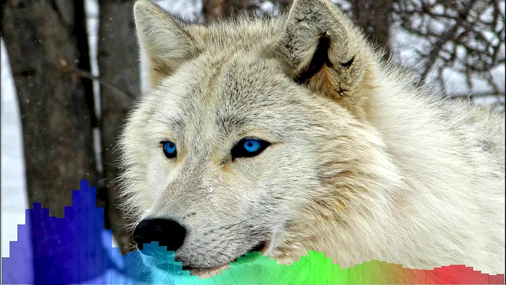 Weißer Wolf