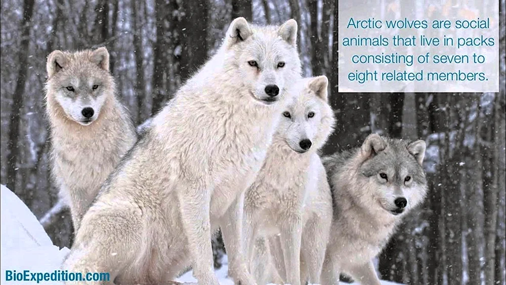 Wolfsrudel