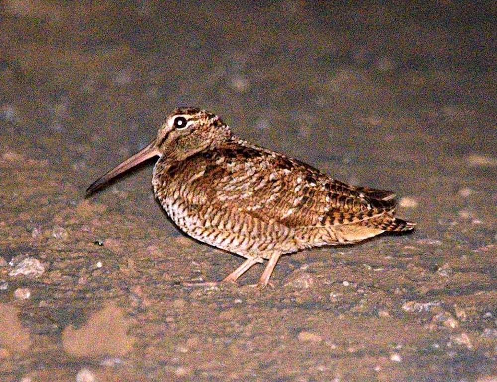 Vogel mit gebogenem Schnabel