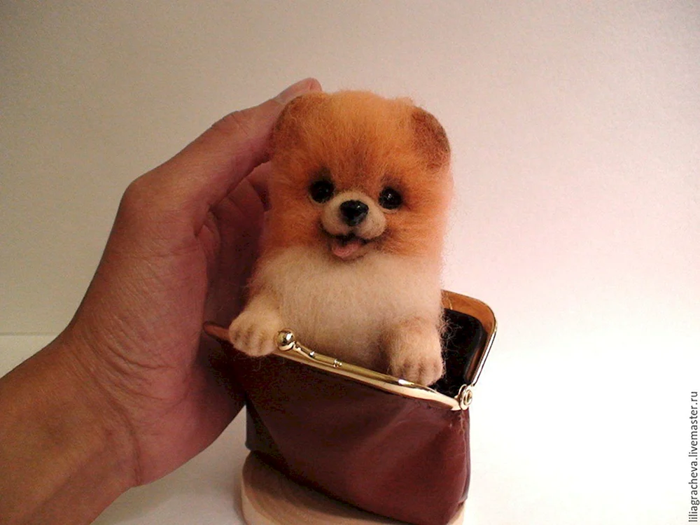 Carly Chihuahua Pomeranian Dwarf Spitz