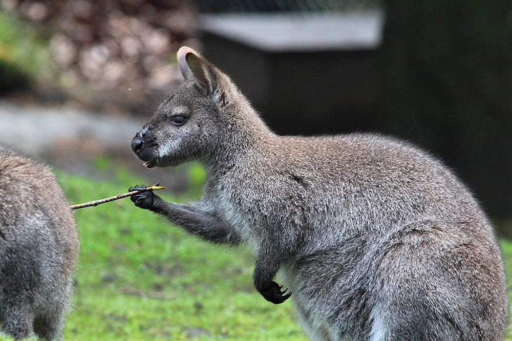 Wallaby Australien