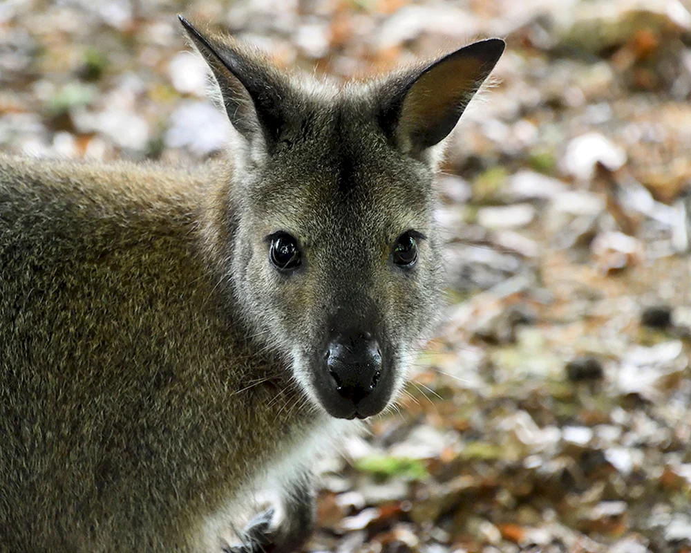 Madagaskar Lemur