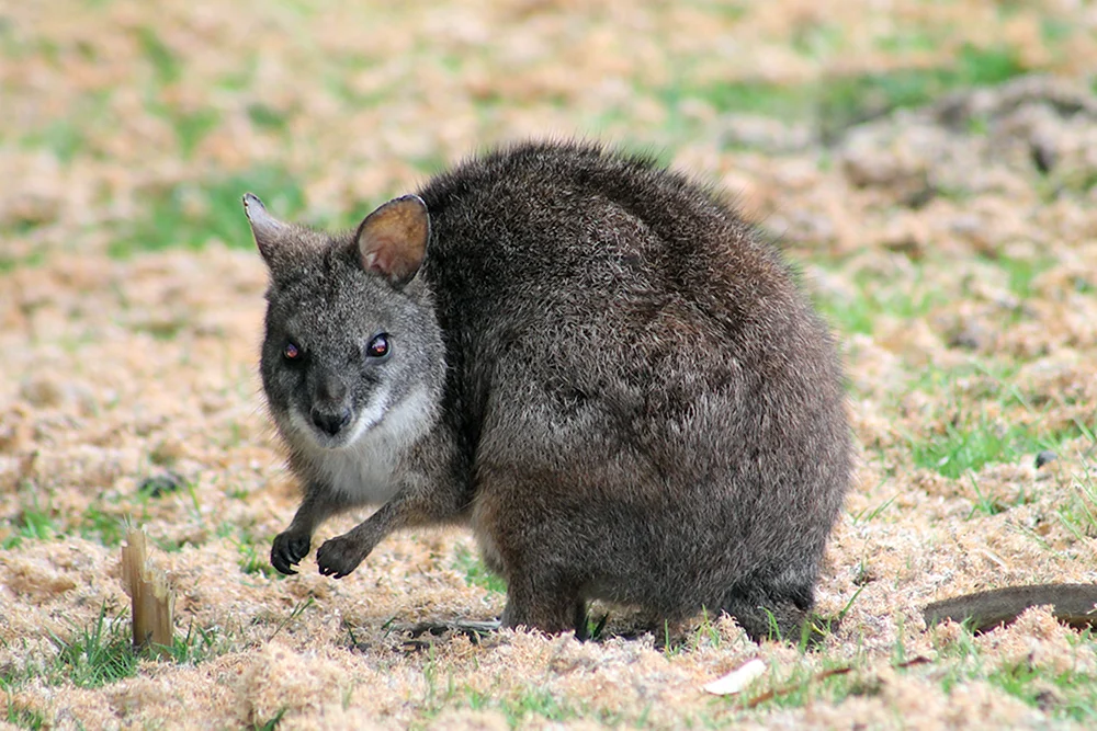 Wallaby Zweibeinige Beuteltiere Beuteltiere