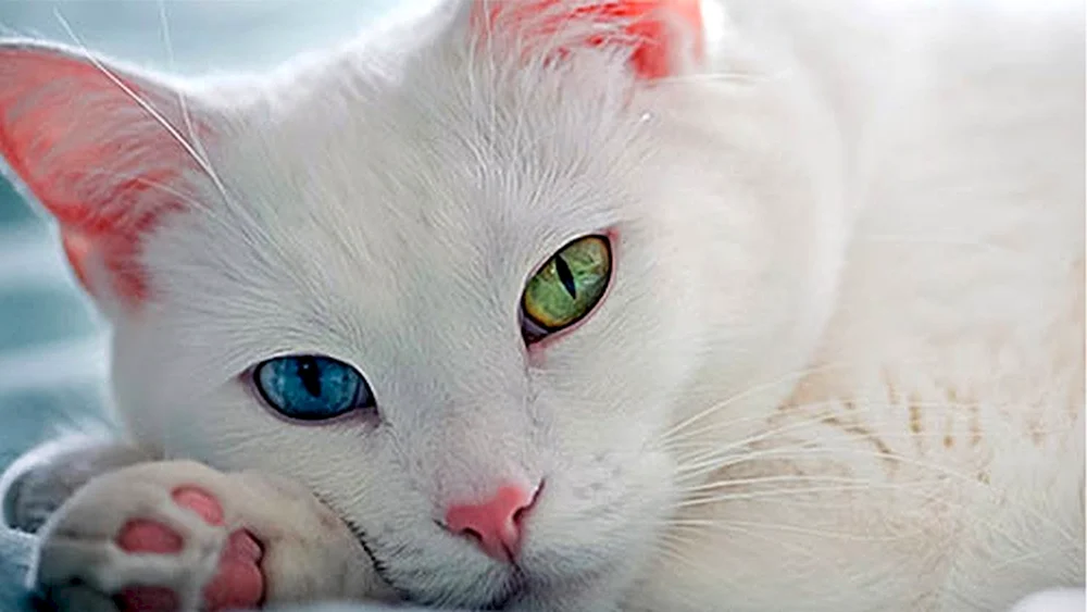 Vana katu Van Katze Վանա կատու