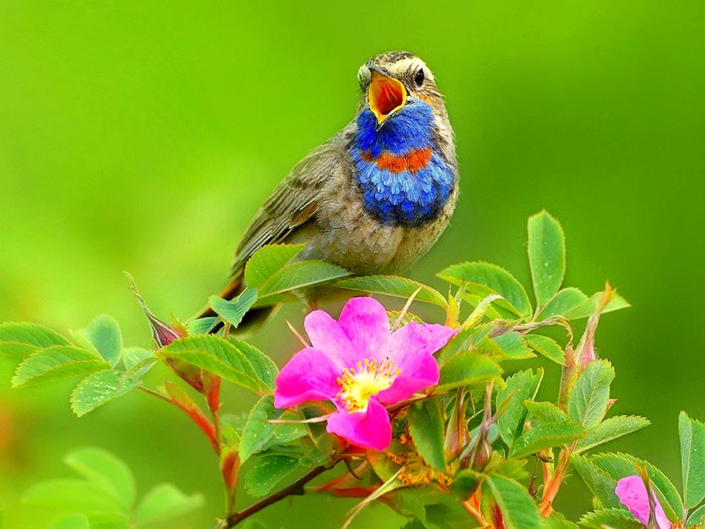 Singende Grasmücke Blaukehlchen