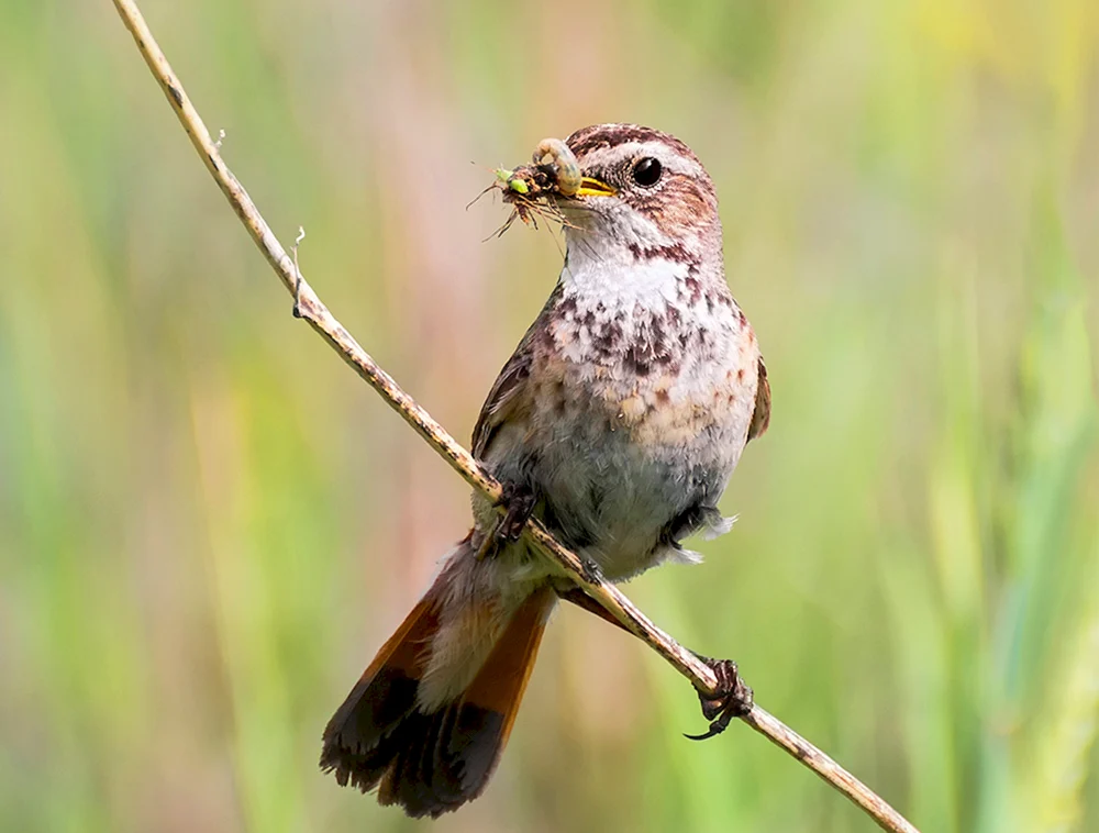 Pfeifvogel weiblich