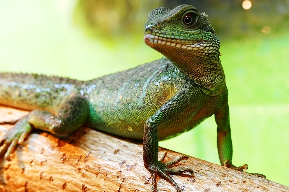 Kragenleguan