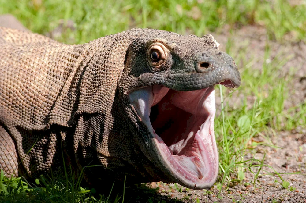 Komodo Varan