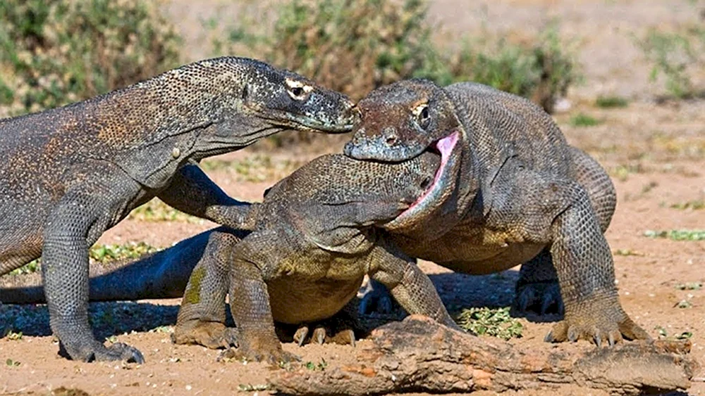 Komodo Varan