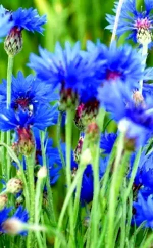 Kornblume auf dem Desktop