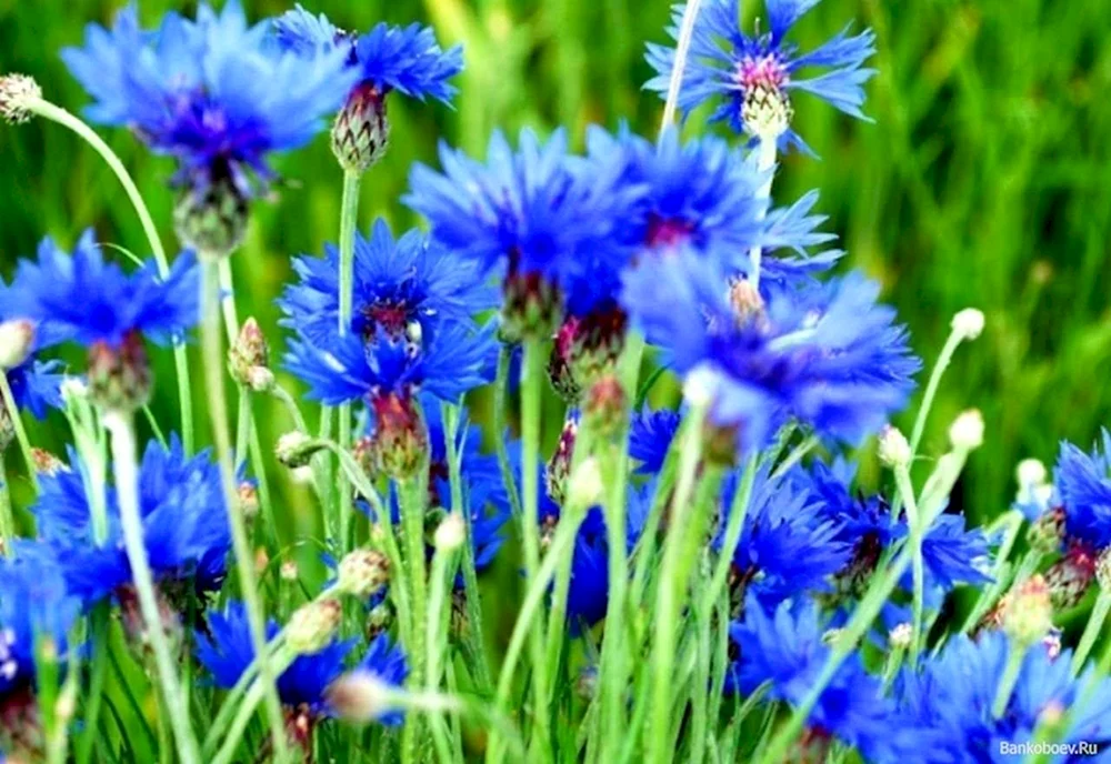 Kornblume auf dem Desktop