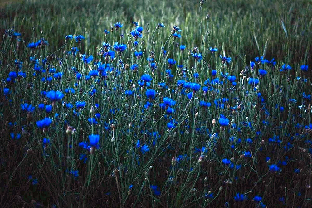 Polynaya Blumen