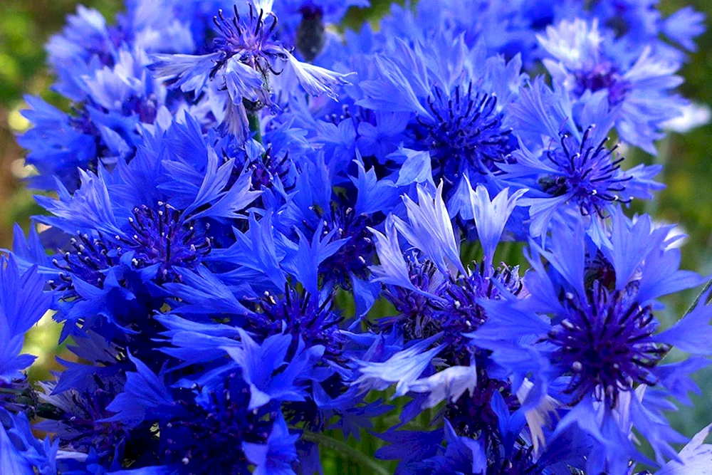 Blaues Feld Kornblume