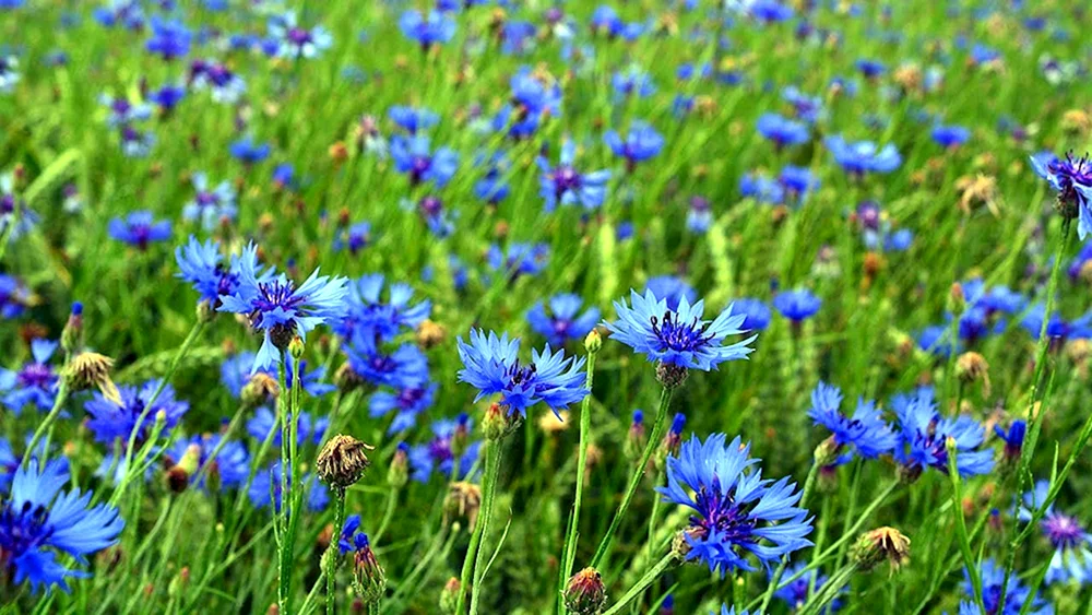 Wasilek Blaue Kornblume