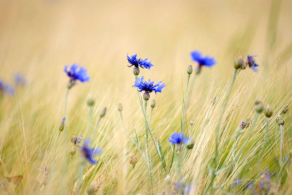 Wasilka Blumen
