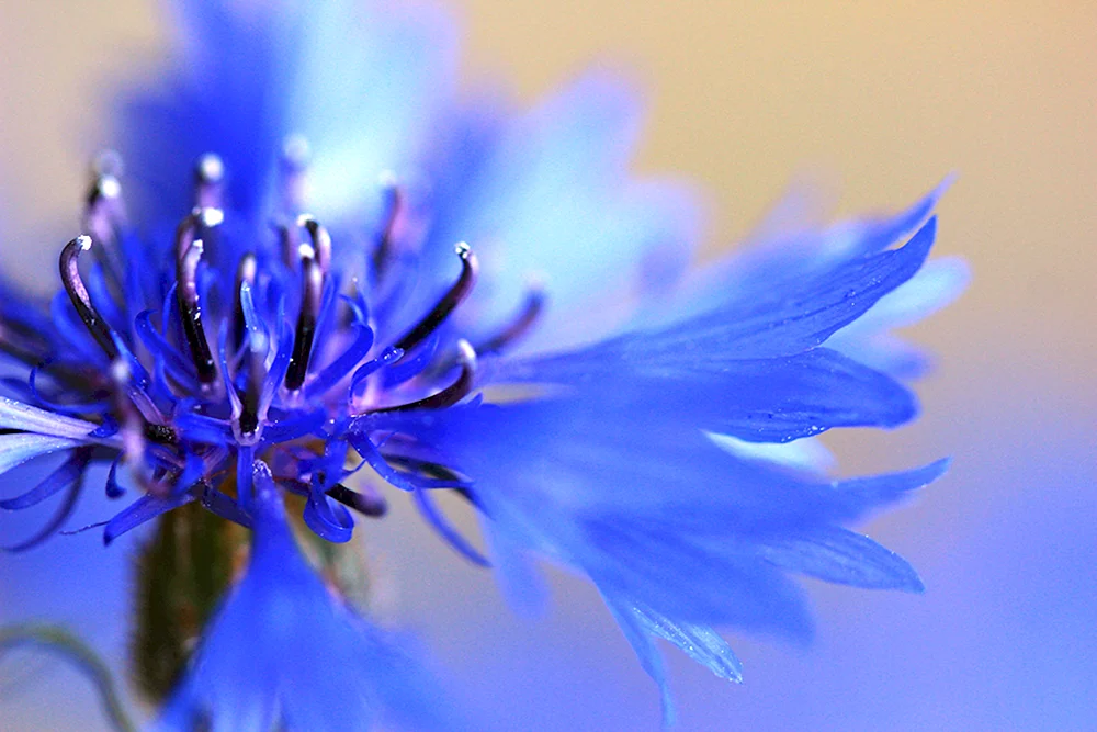 Wasilok-Blume