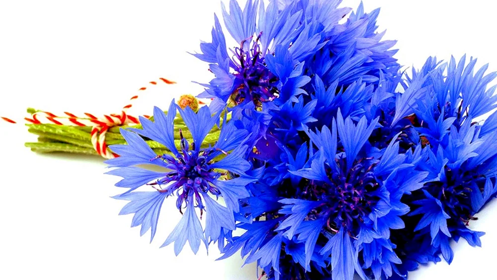 Blumen auf einem blauen Hintergrund