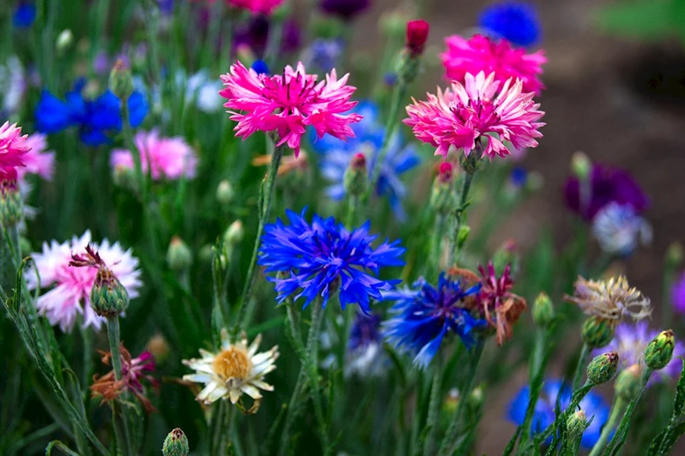 Blaue Kornblume