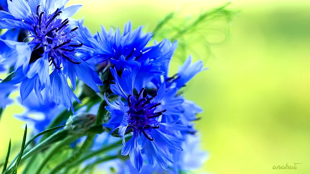 Wasilka Blumen