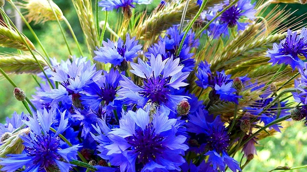 Vasilek Blumen