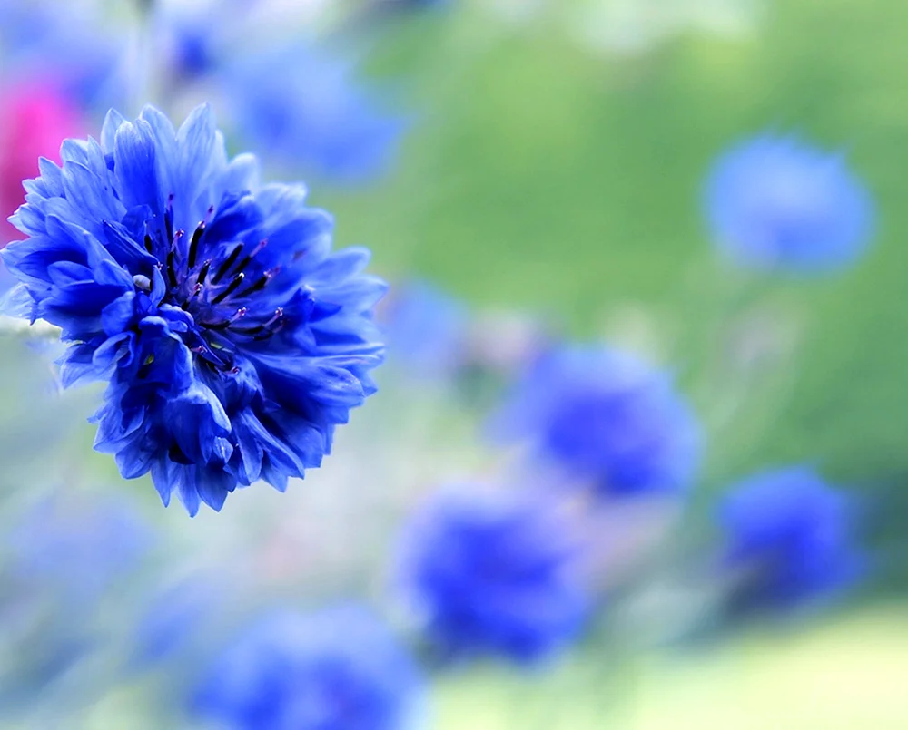 Wasilka Blumen