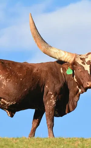 Vatussi wilder Stier