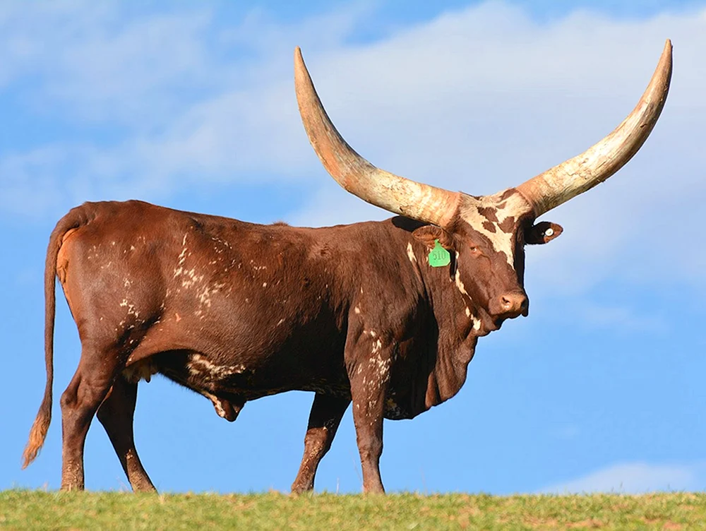 Vatussi wilder Stier
