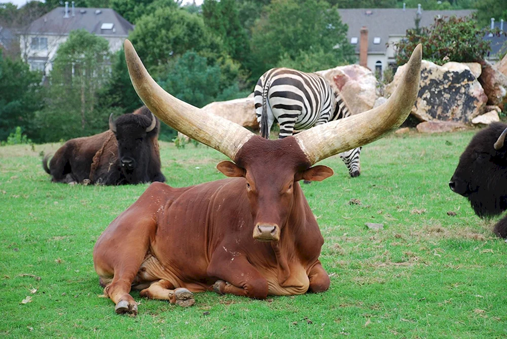 Vatussi wilder Stier Wilder Stier