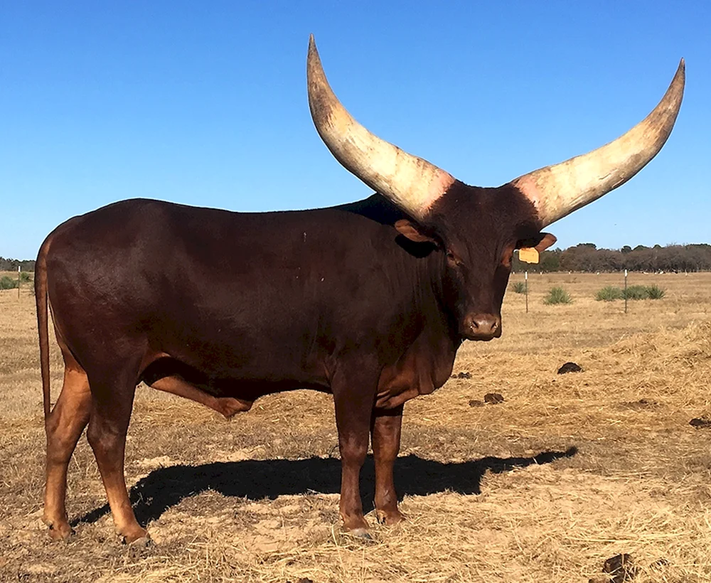 Watussi wilder Stier