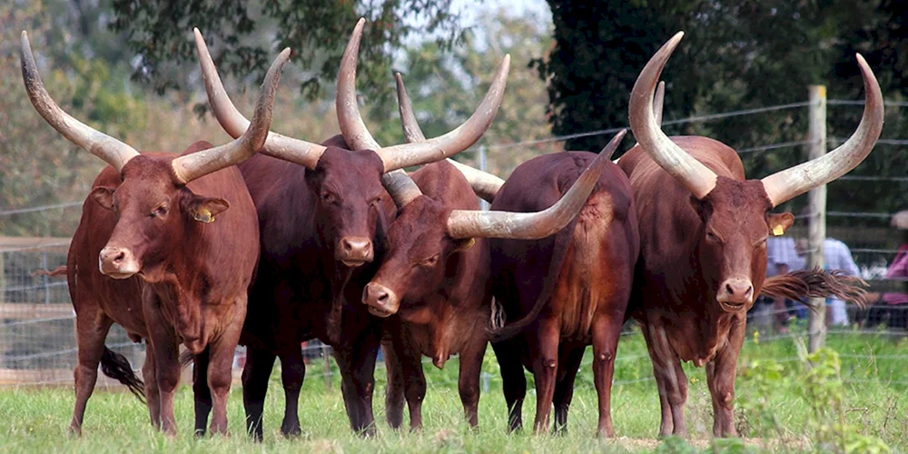 Gaur wilder Stier