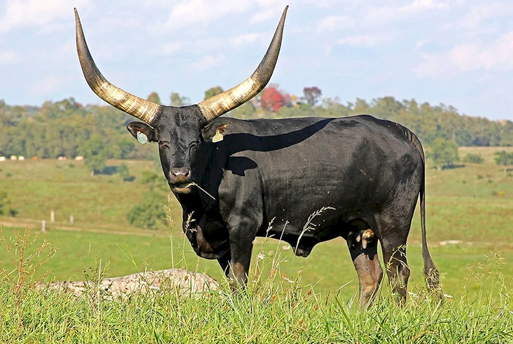Watussi wilder Stier