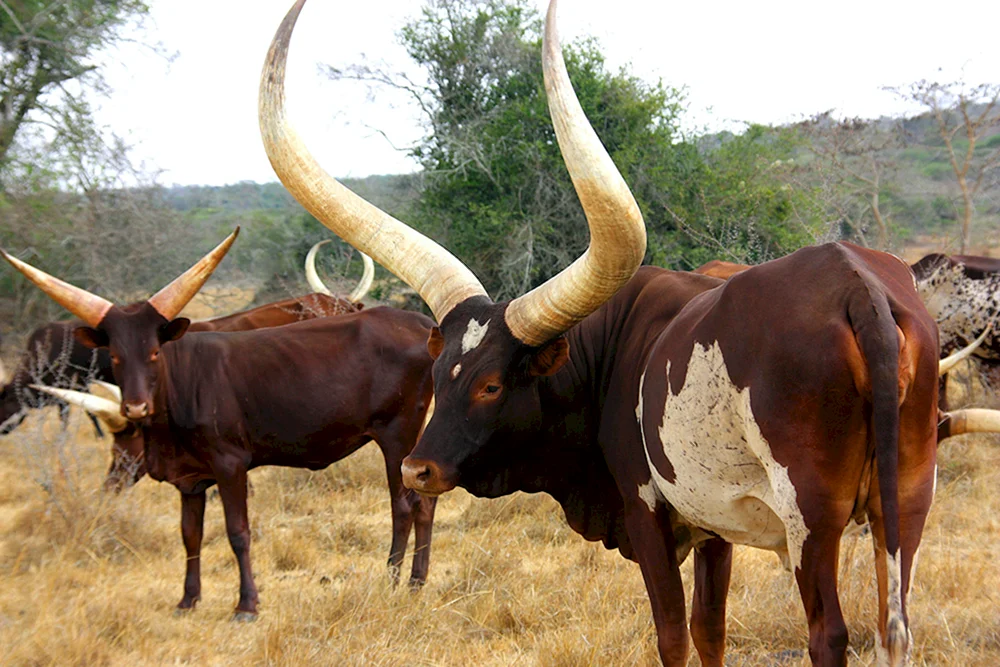Indischer Stier Gaur
