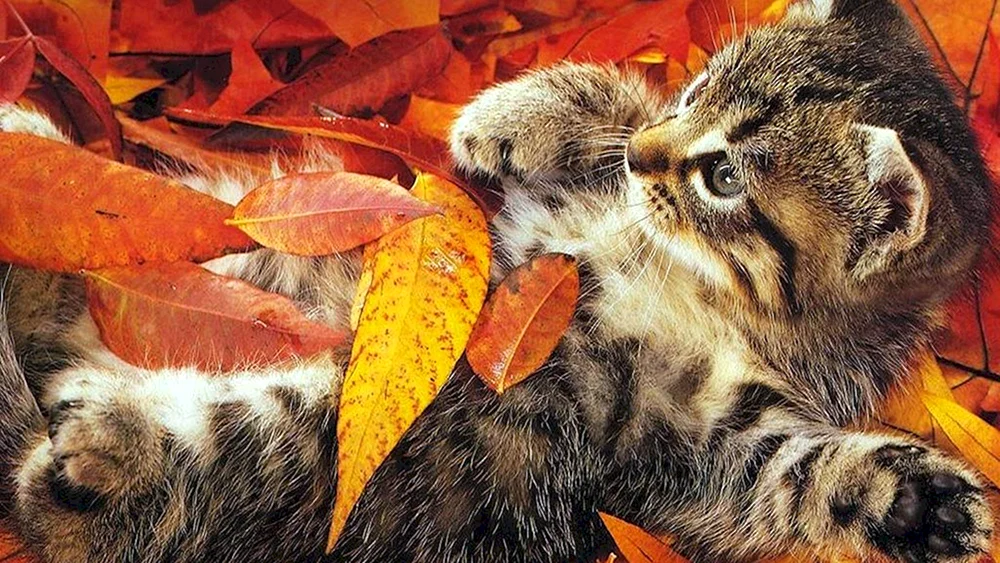 Herbstkatze