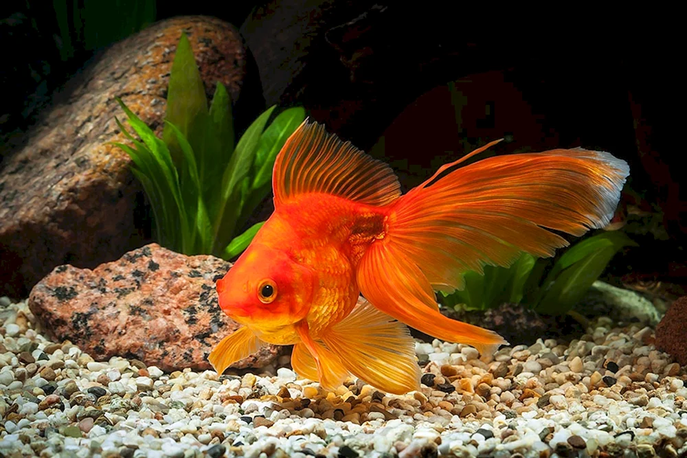 Goldfisch