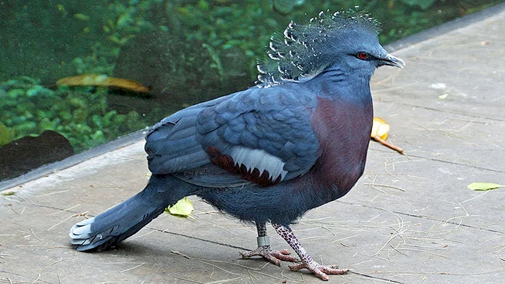 Dickkopfvogel