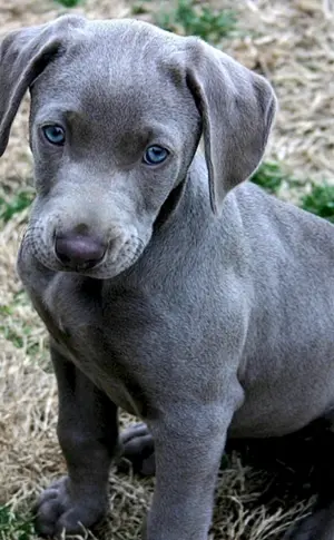 Weimaraner Blue