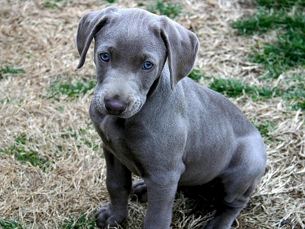 Weimaraner Blue