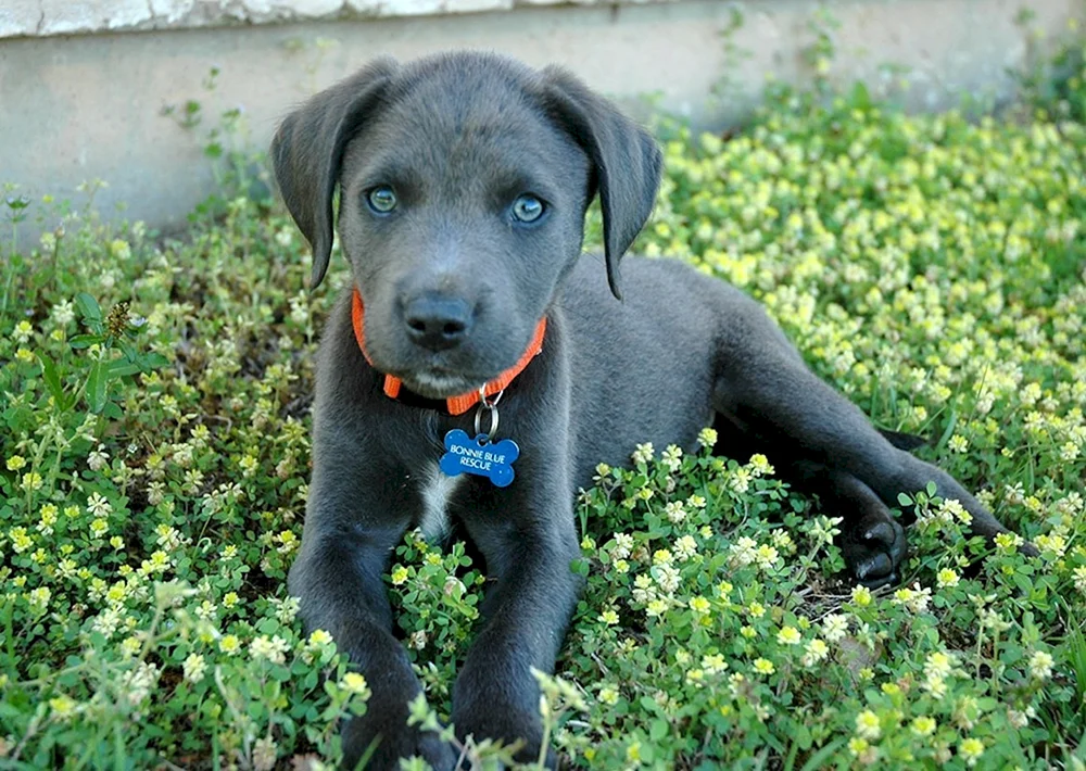 Thai Ridgeback