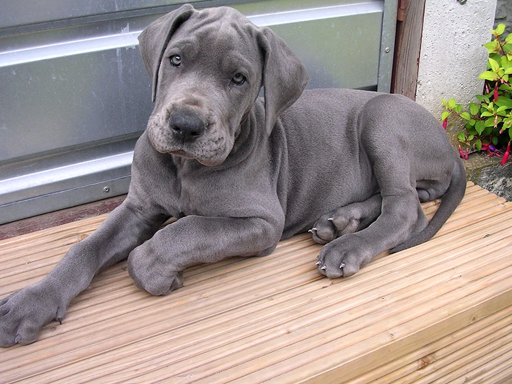 Weimaraner Labrador