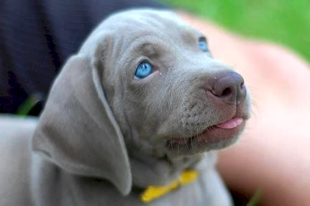 Hund Weimaraner Blue