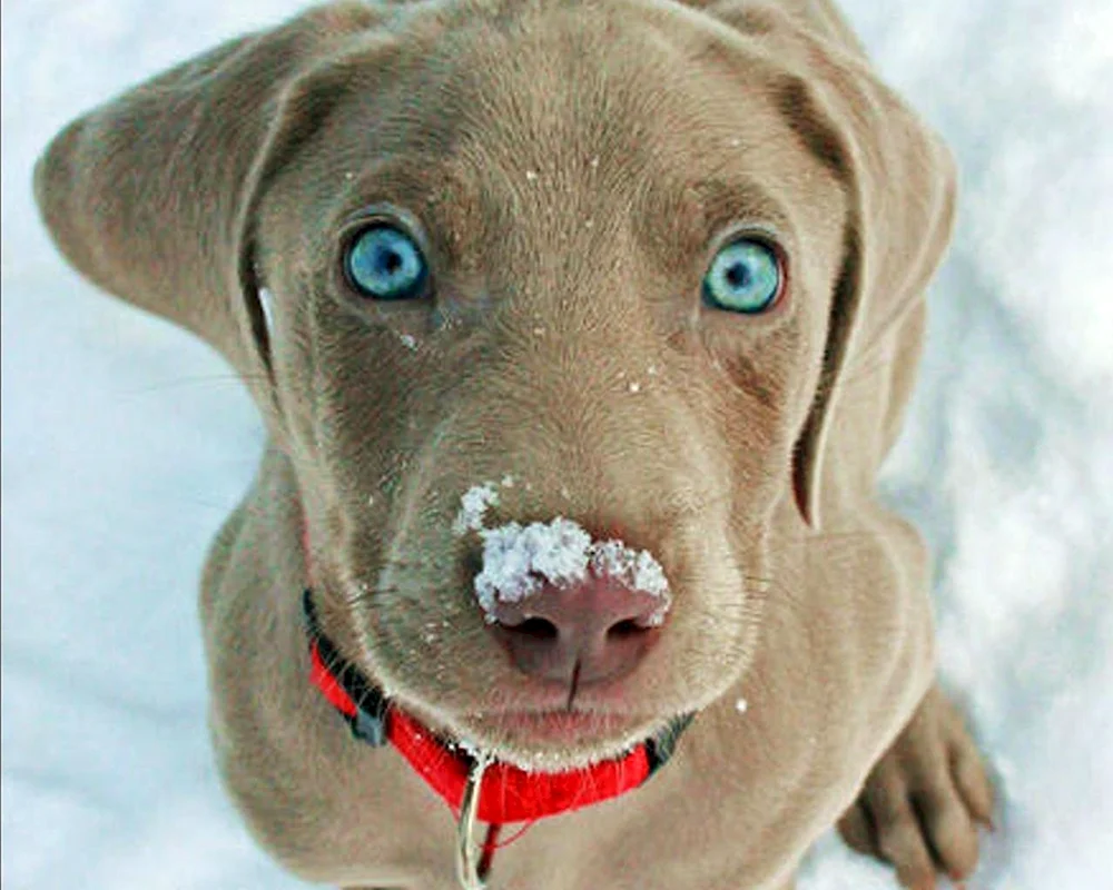 Weißer Wolfshund mit blauen Augen