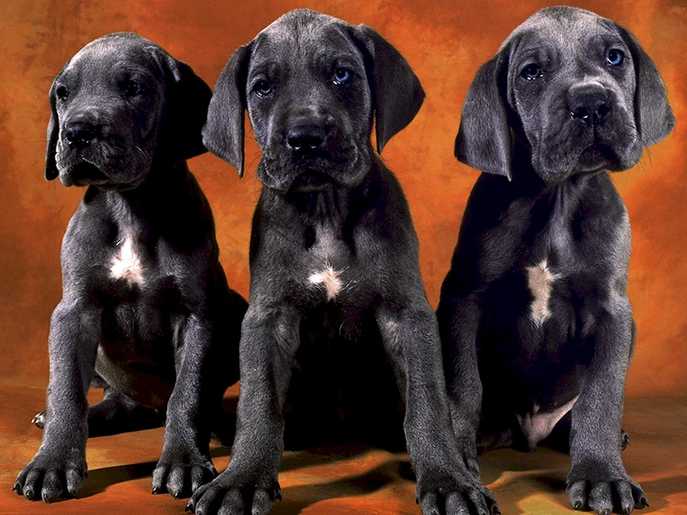 Verschiedene Hunde