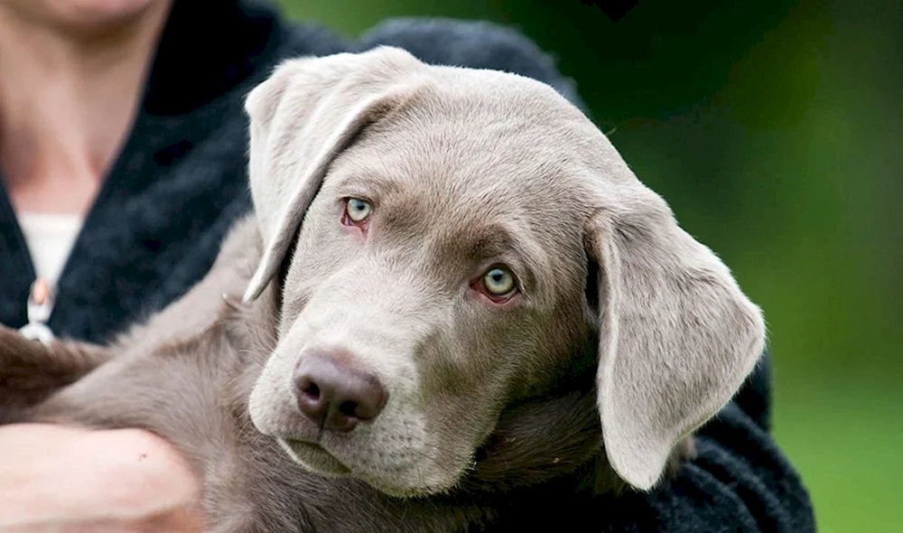 Labrador Welpen ähnliche Rassen