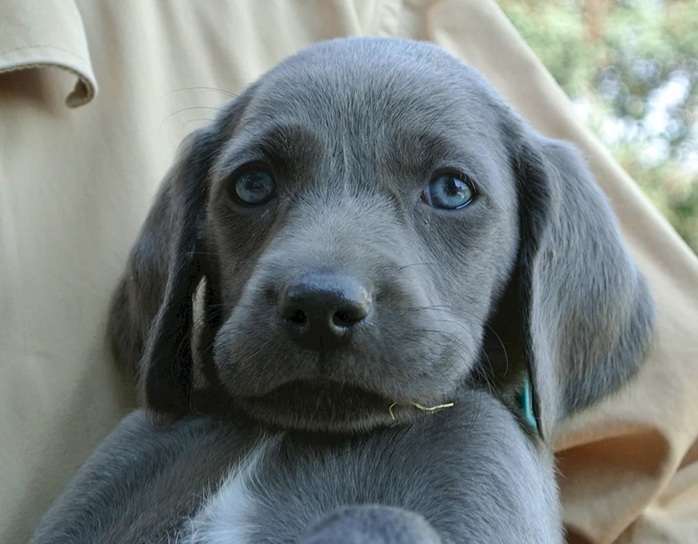 Weimaraner Labrador
