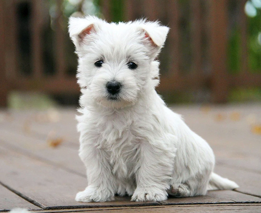 Weisthalenwest Terrier