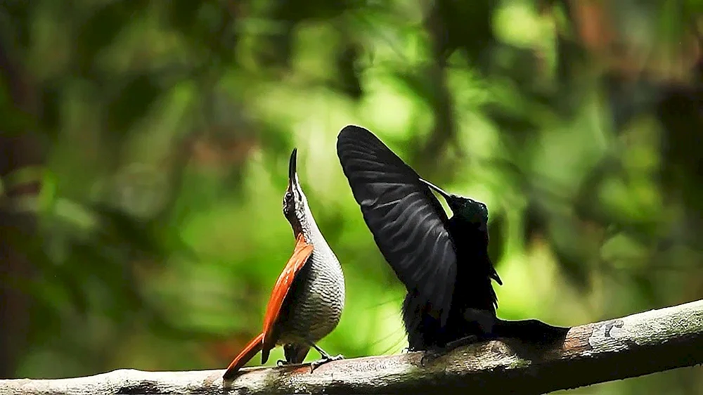 Großer Blaukopf-Paradiesvogel